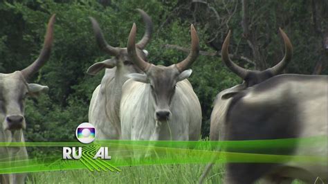 www.globo rural.com.br|Globo Rural – Vídeos .